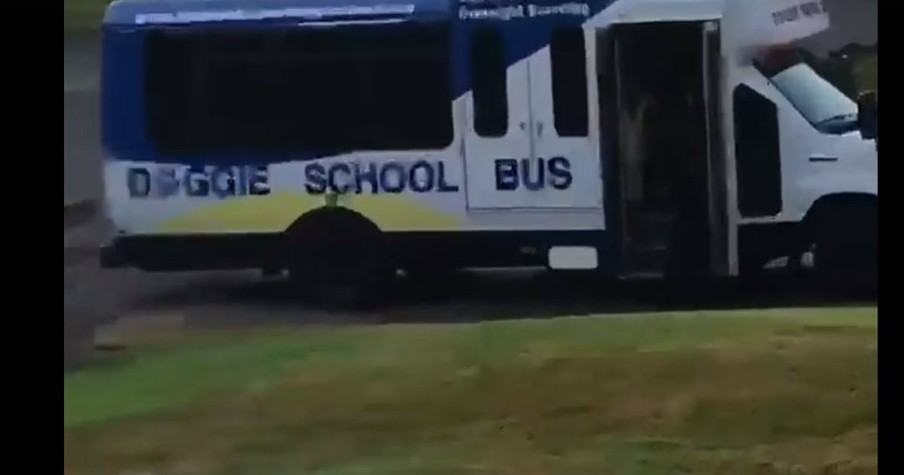 Dog Gets Really Excited When The School Bus Comes To Pick Him Up