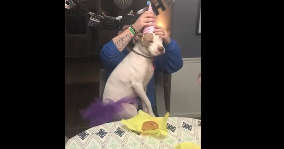 Dog Celebrates Her Birthday With Cheese Burgers And Her Doggy Siblings