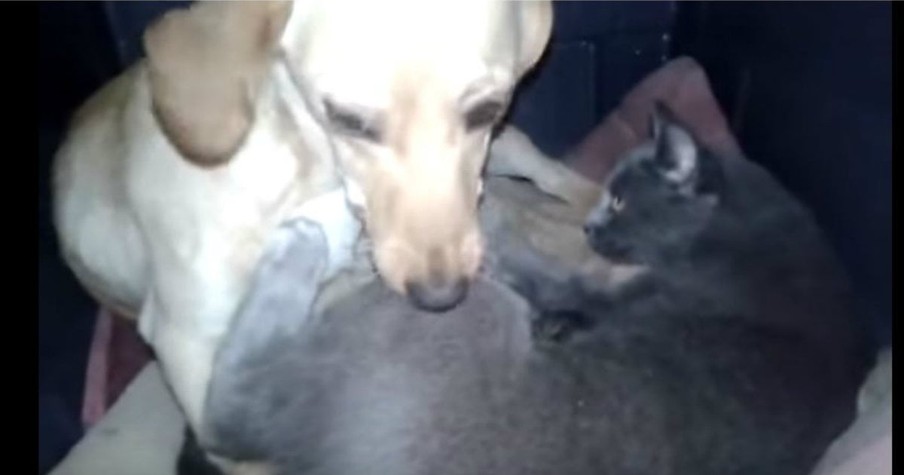 Momma Cat With Her Kittens Looking For Shelter Are Welcomed By Someone Unlikely