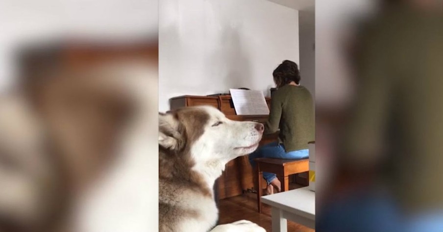 Dog Begins To Sing When His Owner Played The Piano