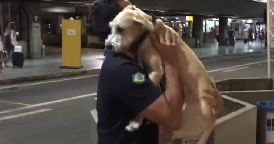 Dog Is So Excited To See His Owner He Completely Loses It