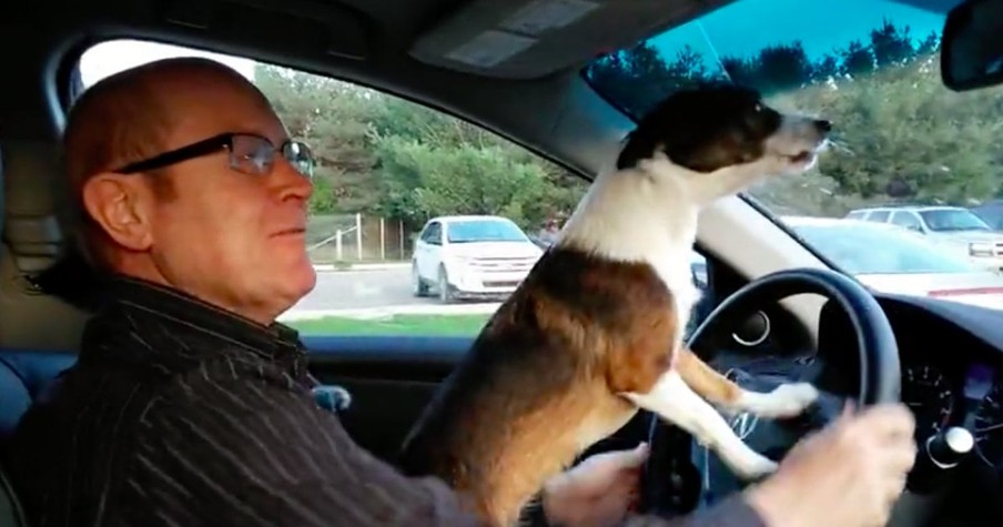 Excited Puppy Is Surprised With A Trip To The Dog Park