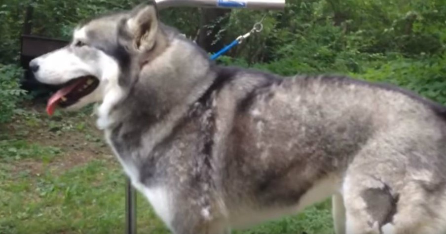 Owner Grooms Her Husky With A Powered Blower And The Results Are Amazing