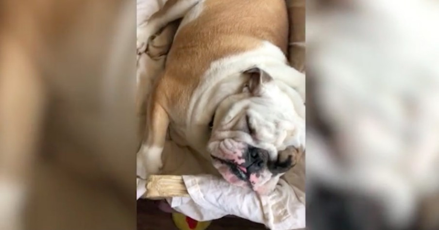 A Lazy Dog Did Not Want To Go For A Walk So He Pretended To Be Asleep