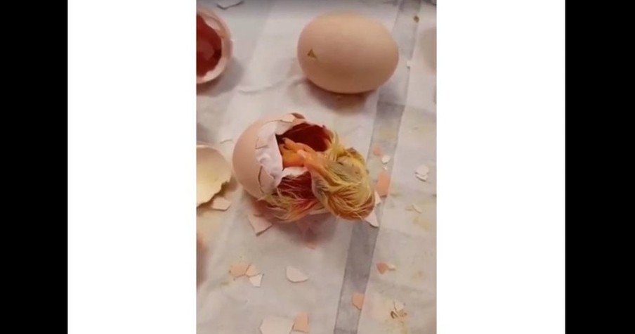 Hatching Chick Gets A 'Happy Birthday' Chorus From Excited Kindergarteners