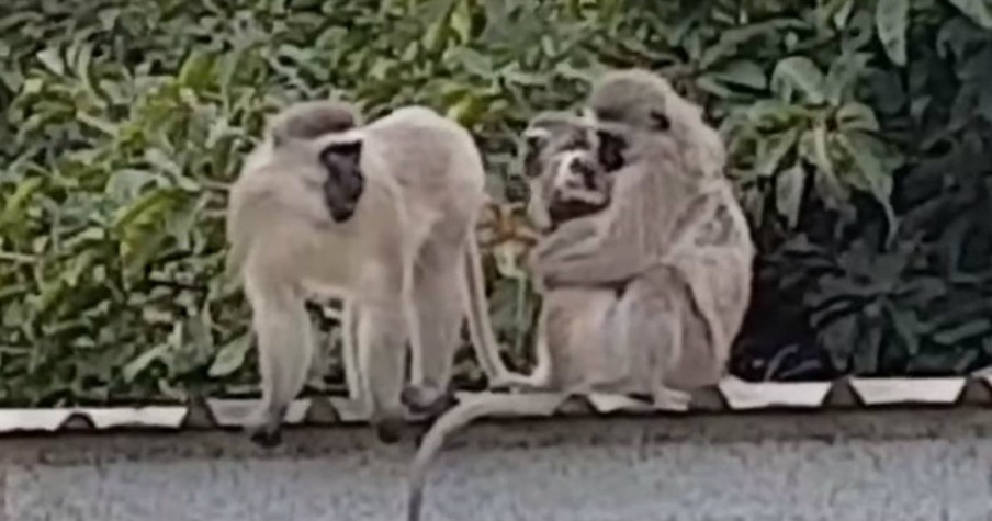 Monkey Returns Home To A Loving Welcome From His Mama