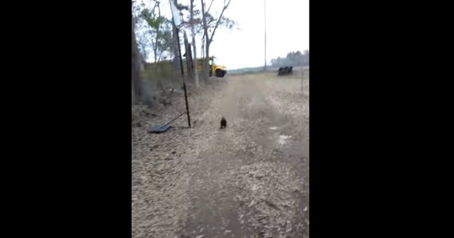 Loving Pet Rooster Runs To Greet Girl When She Comes Home From School