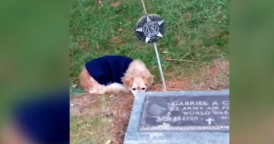 Loyal Chihuahua's Human Passed Away and She Won't Leave Her Gravesite