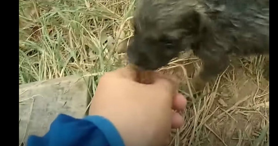 A Man Spotted A Drowning Puppy And He Tried To Save Him