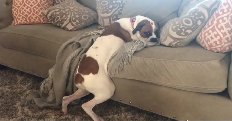 Dog Was Caught Trying To Lay On The Couch And Her Reaction Was Hilarious