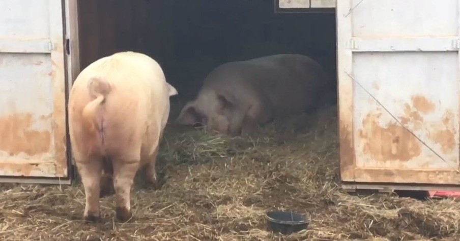 A Pig Saw That His Brother Could Not Get His Own Food, So He Brought The Food To Him