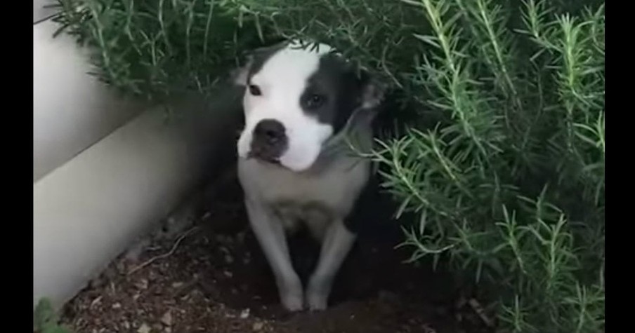 Terrified Mama Learns To Love And Trust Through Cuddles