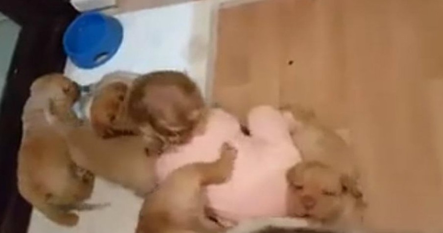 16-Month-Old Little Girl Was The Victim Of An Adorable Puppy Attack