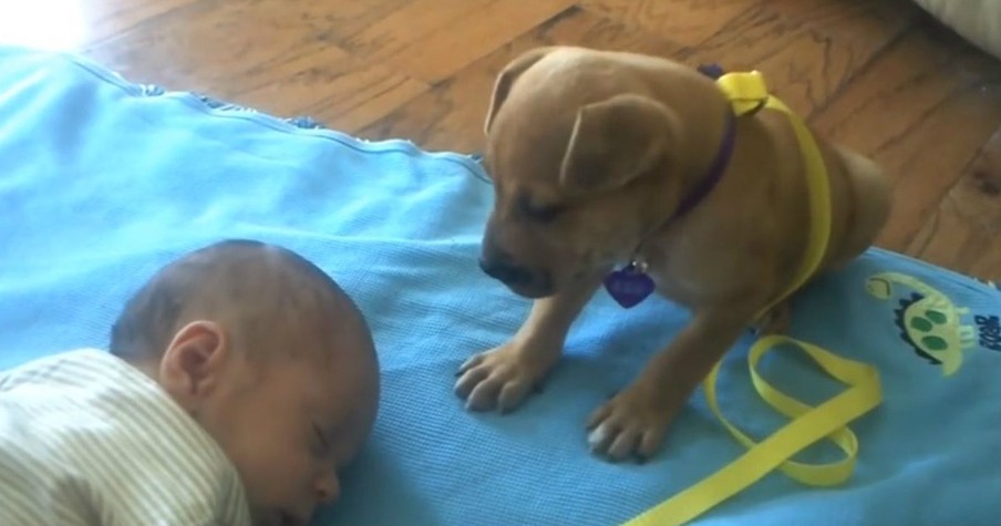 Exhausted Puppy Fight Sleep And Then Lays On Napping Baby