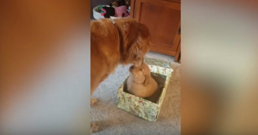 Grieving Golden Retriever Opened A Box For The Best Surprise