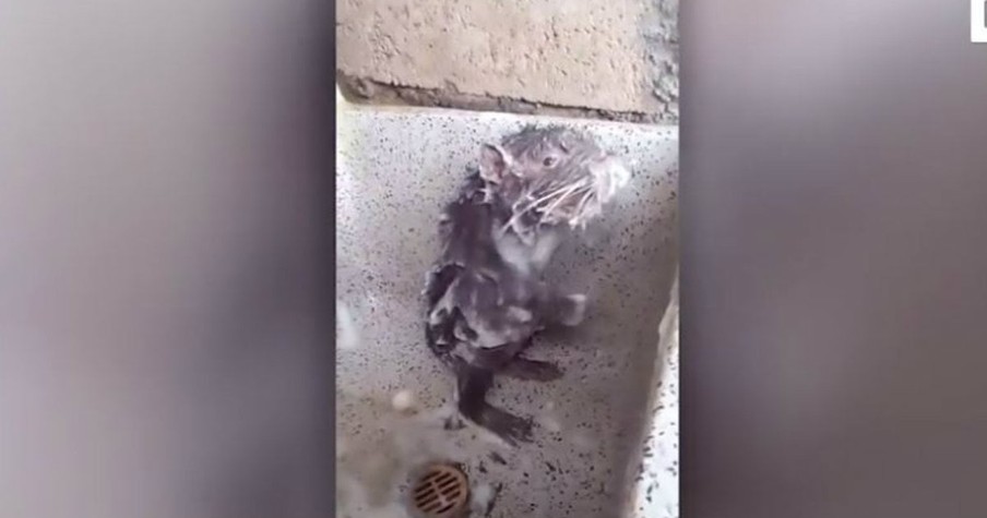 A Video Of A Rat Showering Like A Human Is Going Viral