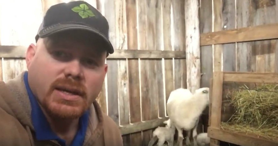 Farmer Sees A Rejected Lamb And Delivers A Beautiful Message About Rejection