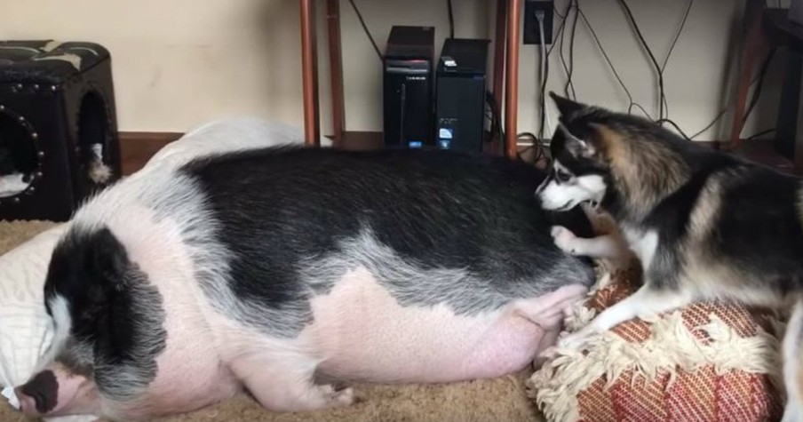 A Little Dog Was Trying To Wake Up A Sleeping Pig And It Was Hilarious