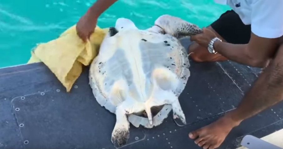 Rescuers Spotted A Sea Turtle From Up In the Air And Landed A Plane To Save Him