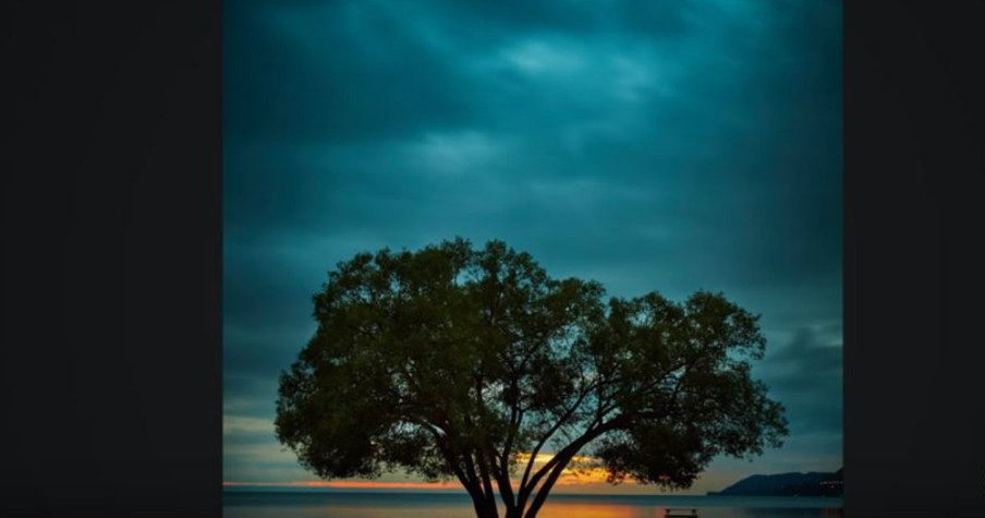 A Photographer Inspired Thousands With His Photography Of A Tree