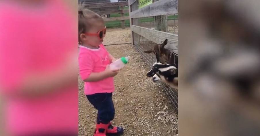 Toddler Shares Her Milk With The Baby Goat At A Petting Zoo