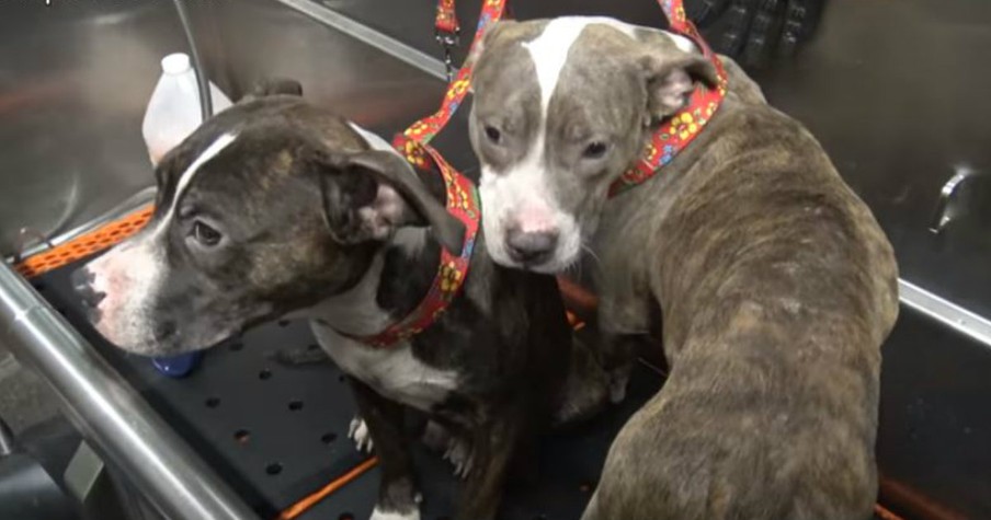 Homeless Dog Brothers Almost Escape Rescue