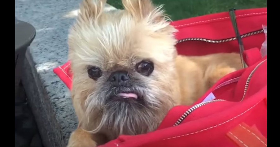 World's 'Ugliest' Rescue Dog Finds Her Loving Forever Home