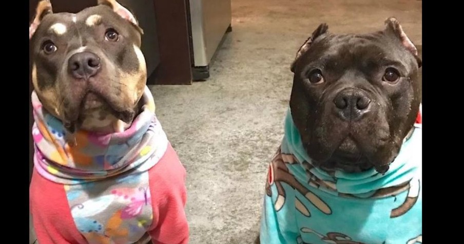 Unlovable Pitt Bull Was Afraid Until His Family Gave Him A New Best Friend