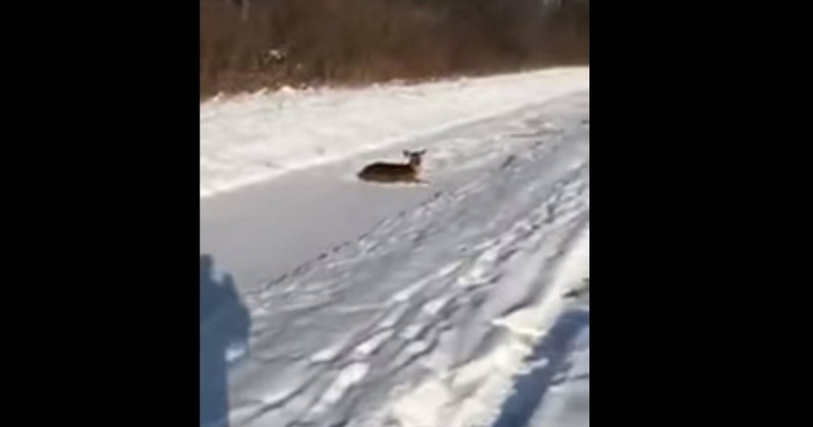 Farmer Rescues A Stranded Deer In The Most Beautiful Way