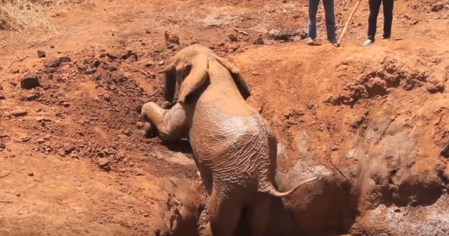 Good Samaritans Help A Baby Elephant Stuck In A Well