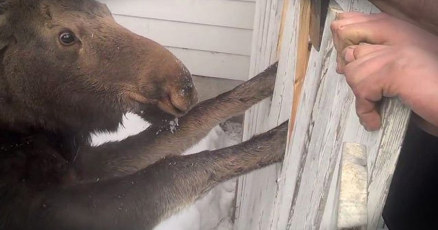 Baby Moose Stuck In A Fence Gets Rescued