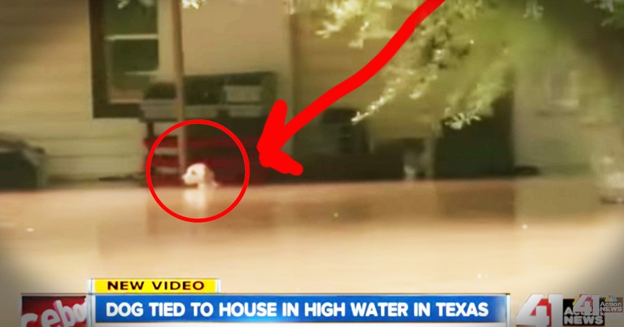 News Crew Rescues a Dog Tied up in Texas Flood