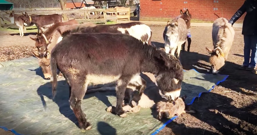 Donkeys Grieve Death of Friend Donkey