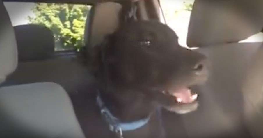 Lab Gets Really Excited to Go to Dog Park