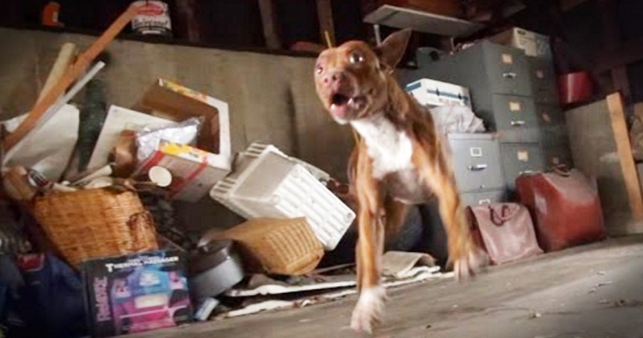 Scared Pit Bull Stops Shaking At Loving Touch When Rescued
