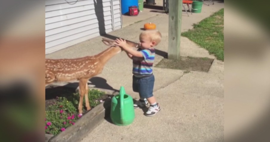 Deer And Little Boy Share Magical Moment As They Play