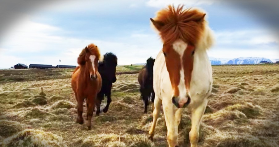 Surprisingly Friendly Horses In Iceland Wow Photographer