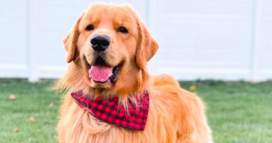 Golden Retriever Dancing In The Backseat Has The Entire Internet Cracking Up At His 'Moves'