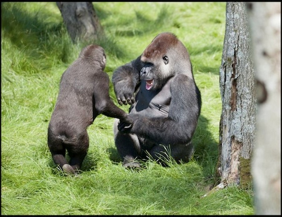 2 Gorilla Brothers Amazed Everyone With Their Emotions When They Were Reunited