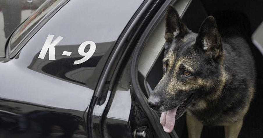 Heroic Police Dog Tracks Down Missing Mom And Baby And It Was Only His First Shift