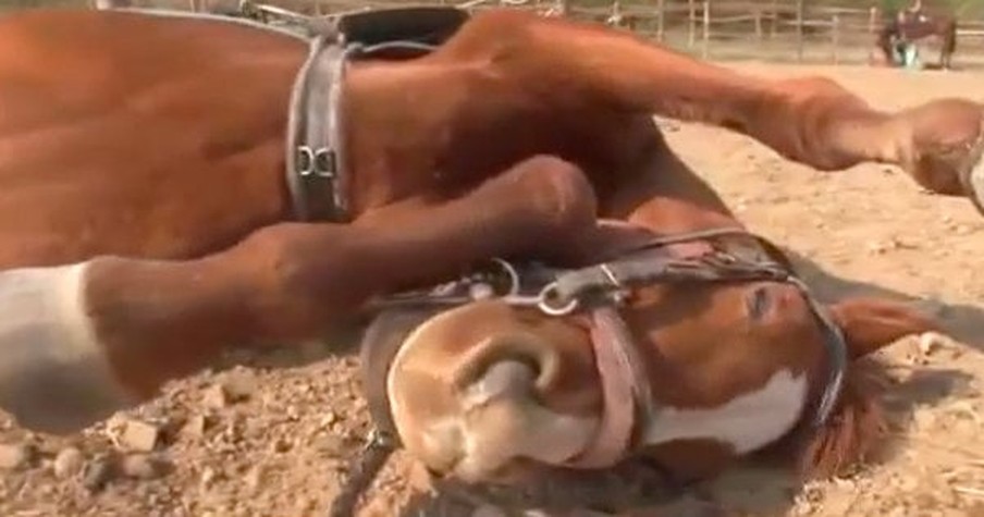 Hilarious Horse Plays Dead So No One Can Ride Him And It Has The Whole Internet In Stitches