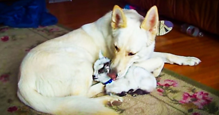 White German Shepherd Cuddles Baby Goat