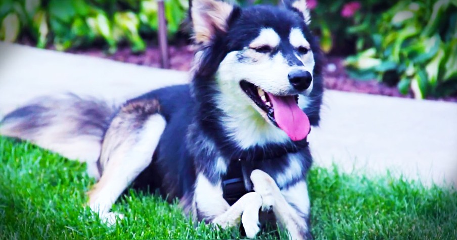 Dog Was Born Deformed And Unable To Walk Until He Gets Prosthetics