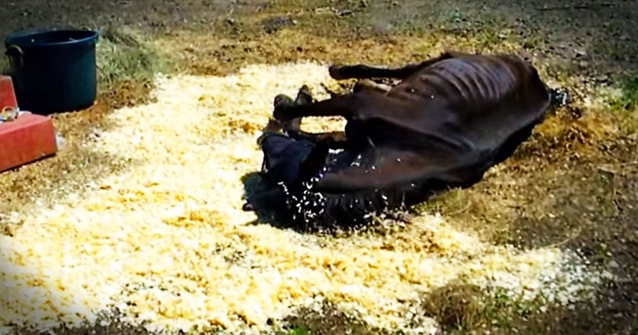 Horse Was Starved And Left For Dead Until Dramatic Rescue