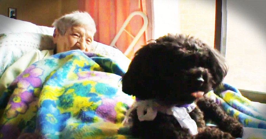 Abandoned Angel Dog Comforts The Ill In A Nursing Home
