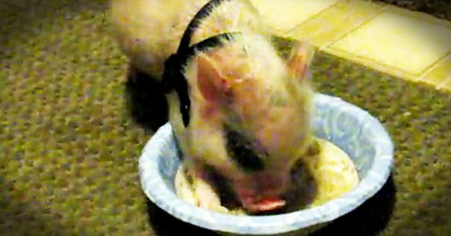 Hamlet the Mini Pig Goes Down the Stairs