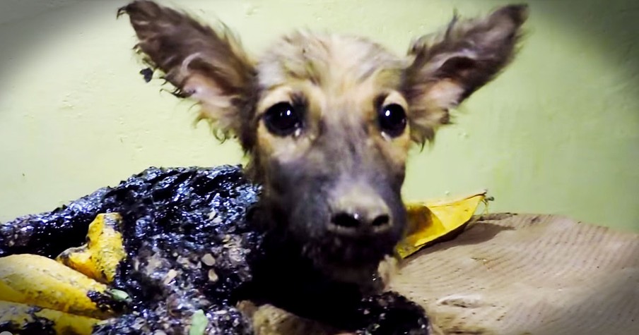 Puppy Dog Trapped In Tar Gets Amazing Rescue