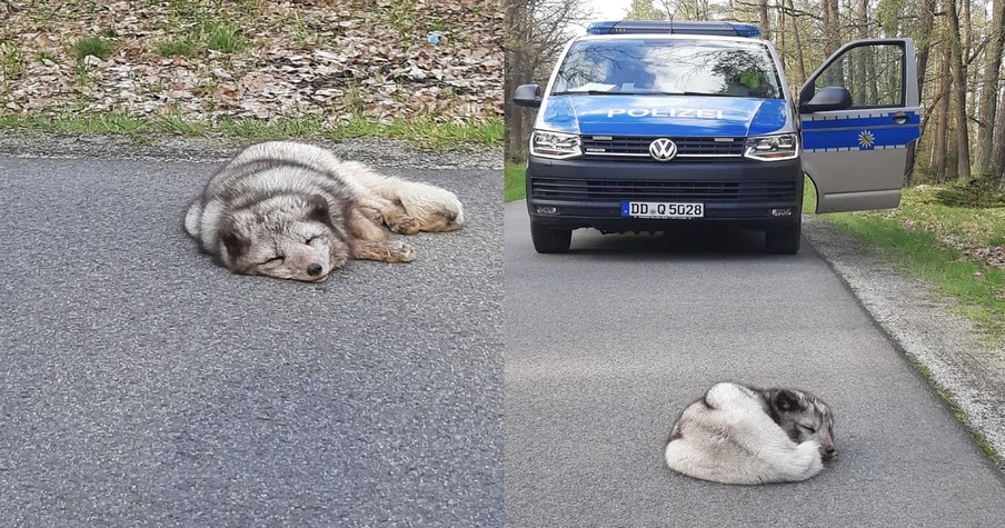 Police Find Arctic Fox Laying Down in the Middle of the Road After the Animal Escaped the Zoo