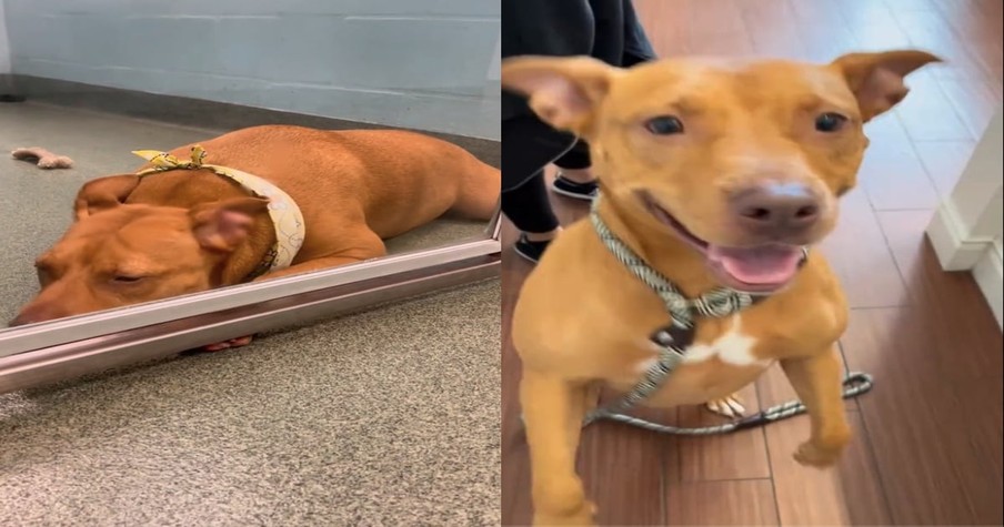 Animal Rescue Posts Heartbreaking Plea For Shelter Dog Losing Hope