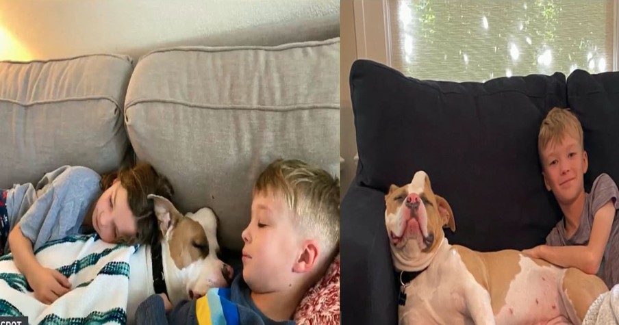 Loving Family Adopts Strawberry the Unicorn Dog and Finally Gives Her the Life She Deserves